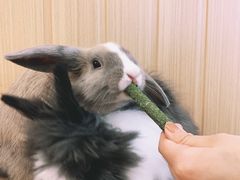 -猫猫幼稚园·撸猫·桌游·电玩