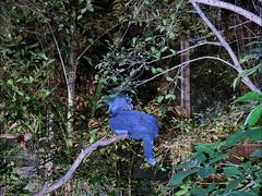 -清迈夜间动物园