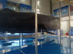 -上海海洋大学鱼文化博物馆(军工路校区)