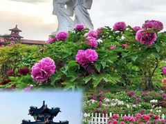 -曹州牡丹园