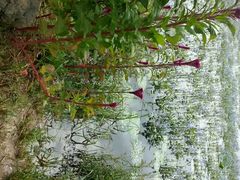 -北纬44度·金珠花海休闲农业旅游景区