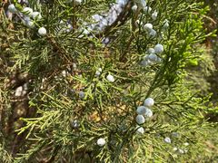 -遵化市禅林寺古银杏风景园