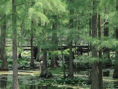 -池杉湖湿地公园
