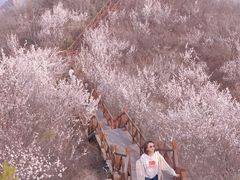 -大岭沟猕猴桃谷风景区