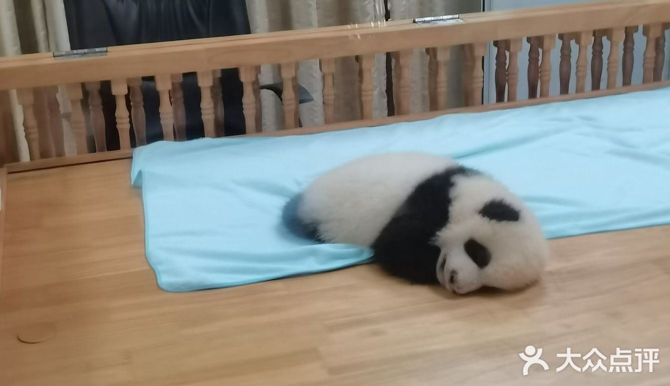 大熊猫