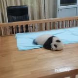 大熊猫