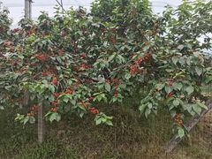 -樱桃山旅游景区