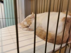 -和府捞面(景枫中心店)