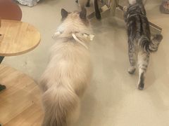 -共舞时光猫咖·狗咖(新街口店)