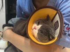 -御宝贝·A梦猫科宠物医院(国际猫友好医院)