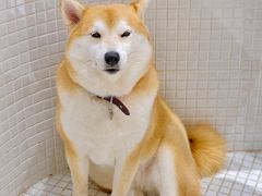 -柴务处·柴犬主题狗咖