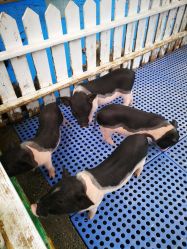 -萌宠亲子动物乐园(槐房万达店)