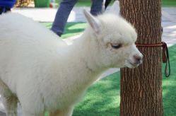 -萌宠亲子动物乐园(槐房万达店)