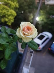 -复旦大学附属妇产科医院(杨浦院区)