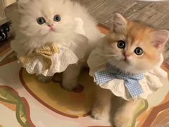 -纳吉亚猫专科动物医院·北北分院