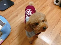 -东山羊庄(八卦岭店)