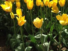 -洛阳郁金香牡丹园