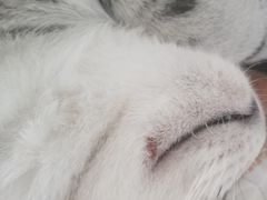 -菲丽丝宠物医院·24小时·猫科中心·免疫点(淮海分院)