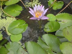 -深圳仙湖植物园