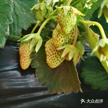 江阴锡文路37号农家大棚采草莓，一进大棚就感觉跟夏天