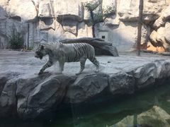 -灵玲国际马戏城