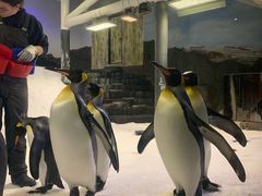 -悉尼海洋生物水族馆