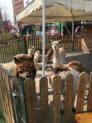 -萌宠亲子动物乐园(槐房万达店)