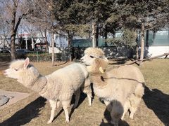 -廊坊固安福朋喜来登酒店