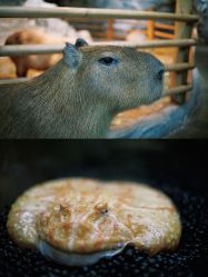 -Zoolung Zoolung动物主题公园(海信广场店)