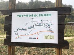 -千年银杏谷文化旅游区