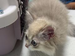 -嘉馨宠物医院·CT影像转诊·心脏科·犬猫全科诊疗中心(下沙大学城院区)