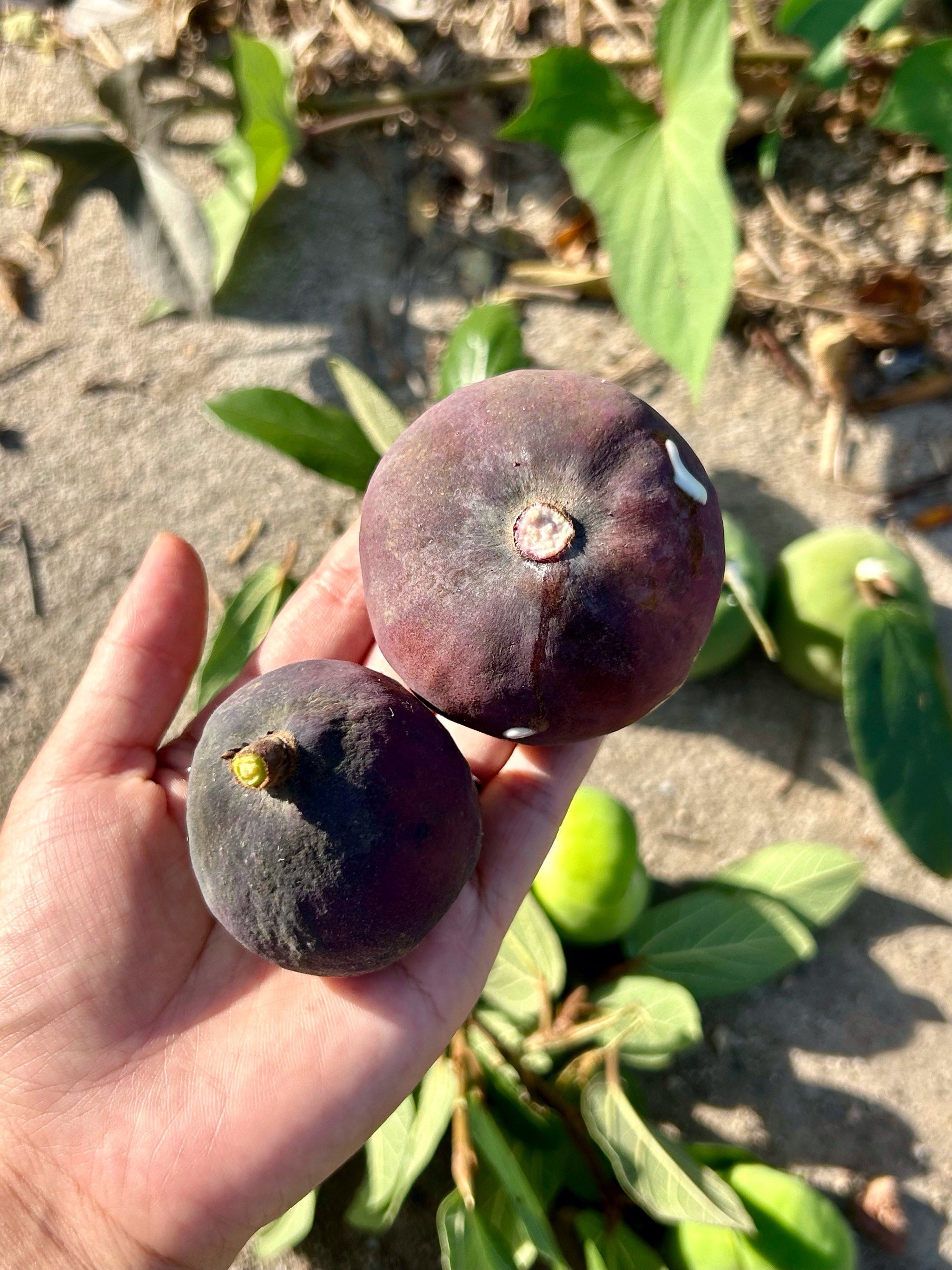 有没有人认识这个啊?纯天然的凉粉果!