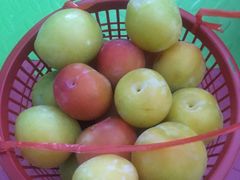 -西山樟坞健康果园枇杷杨梅采摘