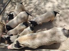 -石家庄市动物园