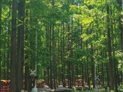 -黄海国家森林公园