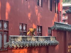 -黔灵山公园