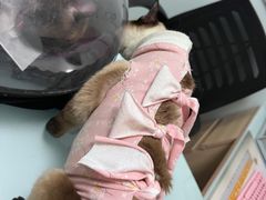 -宠福鑫康馨动物医院·骨科·眼科