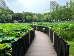 -陈家山荷花公园