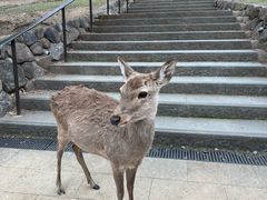 -奈良公园