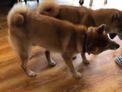 -柴犬高等学院·狗咖·柴犬售卖·宠物训练