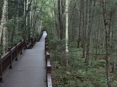 -汤旺河林海奇石景区