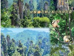 -张家界天门山国家森林公园