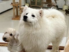 -共舞时光猫咖·狗咖(新街口店)