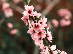 -菊园百果园
