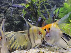 -上海海洋水族馆