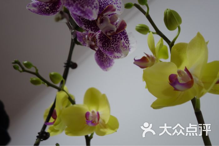 盛芳国际花卉总部基地图片 - 第10张