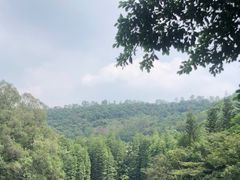 -滴水岩森林公园