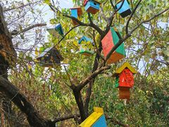 -华侨城湿地公园