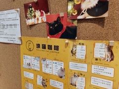 -滚猫咖啡·猫咖·猫友好撸猫(未来城店)