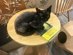 -楼上猫咖(罗湖店)